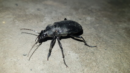 beetle on the ground