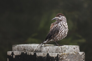 Spotted Nutcracker perched on a moss-covered tombstone