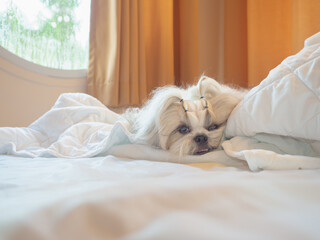 Happy cute little Shih Tzu dog on bed. Pets friendly  hotel or home room.