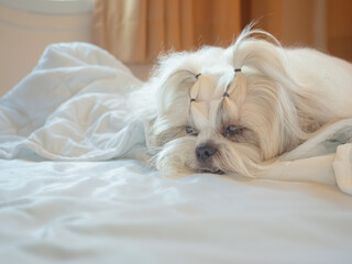 Happy cute little Shih Tzu dog on bed. Pets friendly  hotel or home room.