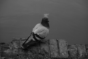Monochrome photo of a pigeon bird with beak on a rock near water