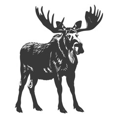 Fototapeta premium silhouette moose animal full body black color only