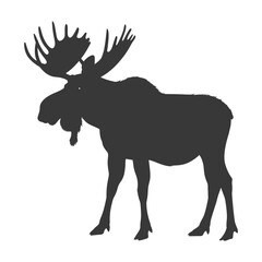 Obraz premium silhouette moose animal full body black color only