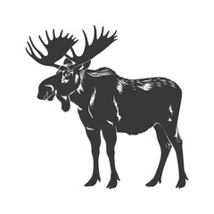 Obraz premium silhouette moose animal full body black color only