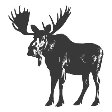 recommend clip art: silhouette moose animal full body black color only