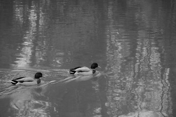 Two ducks swimming in a lake in a black and white photo