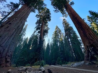 Giant Sequoia Grove