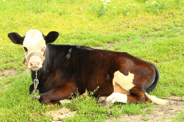 A cow lying in the grass