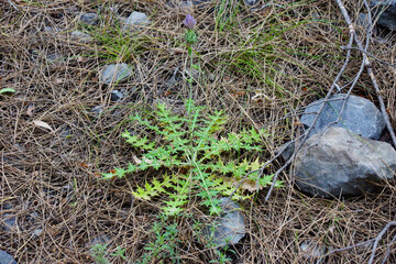 The Samaria Gorge is a National Park of Greece since 1962 on the island of Crete.