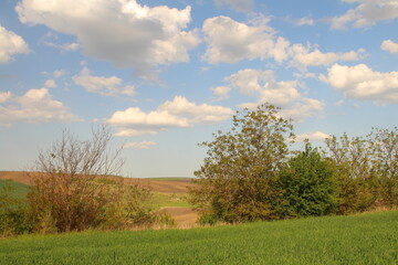 A grassy field with trees and blue sky