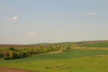 Naklejka premium A green field with trees