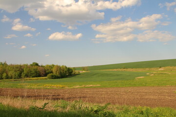 Obraz premium A field with trees and blue sky