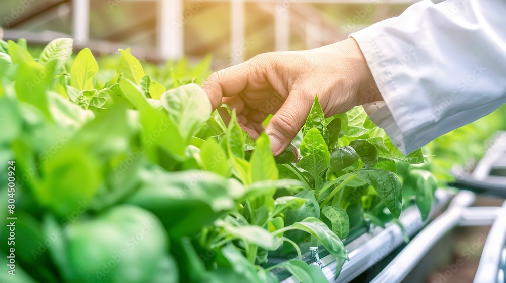 Wall mural Vertical farming technician monitoring growth, close up, hands adjusting sensors, precise control 