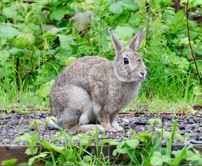 rabbit in the grass