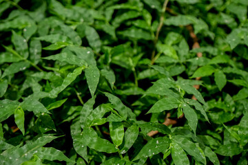 green leaves background