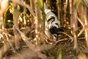 Cute disobedient Jack Russell Terrier Dog has escaped and is following a lead in the maize field in...