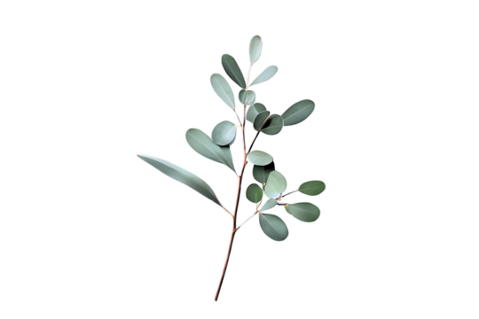 Beautiful eucalyptus plant twig, branch, twig isolated on a transparent background. For gift and bouquet. Floral holiday party concept.  Design elements, top view / flat lay - Powered by Adobe