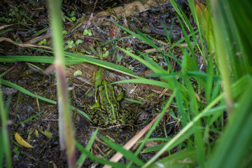 a green tree frog sits on the bank of a pond