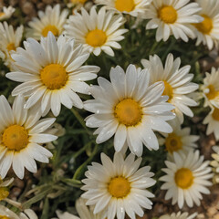 Obraz premium a many white flowers with yellow centers in the field