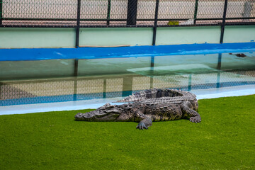 Large crocodile on the grass. Crocodile farm. Powerful predator.