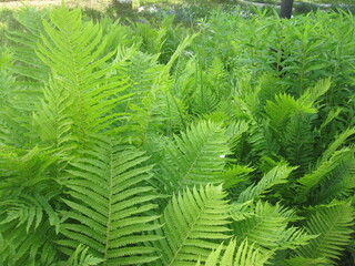 fern leaves