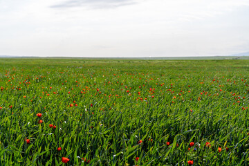 A field of grass with many red flowers. The field is very green and the flowers are scattered throughout the field