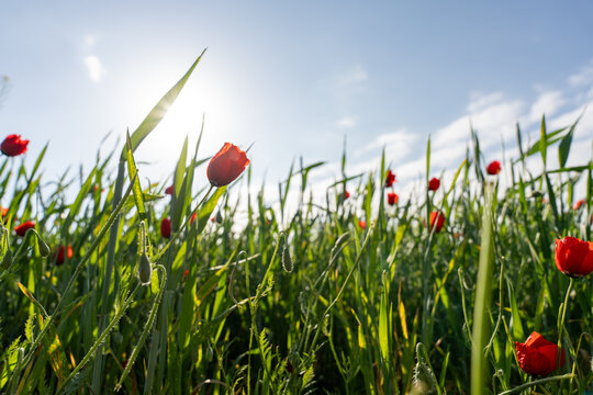 A field of red flowers with a bright blue sky in the background. The sun is shining brightly, making the flowers look even more vibrant. The scene is peaceful and serene, with the flowers - Powered by Adobe