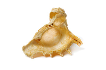 Ocean Whispers Serenity Captured in a Shell's Embrace on a white background