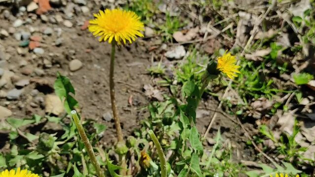 Collection of medicinal plants. Yellow flowers. Medicine. Pharmacy