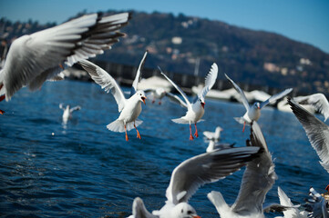 Birds swimming and flying above the lake of Como. Alpine mountains on the background. Lombardy. Italy. Animals theme. Animals and nature. Animals in wildlife.