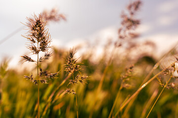 Fototapeta premium A field of tall grass with a few weeds in it