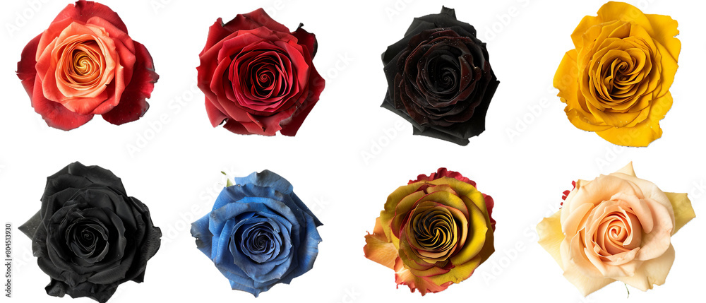 Wall mural set of roses png transparent background