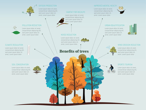 A tree diagram shows the benefits of trees. Trees provide oxygen, shade and habitat for animals. They also help reduce air pollution and provide a natural barrier against noise pollution.