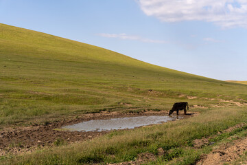 A cow is drinking from a pond in a grassy field. The scene is peaceful and serene, with the cow grazing in the background