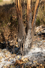 Trees that were burned at the base of the tree