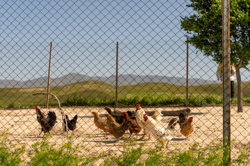 A group of chickens are pecking at the ground in a fenced area. The fence is made of metal and is...