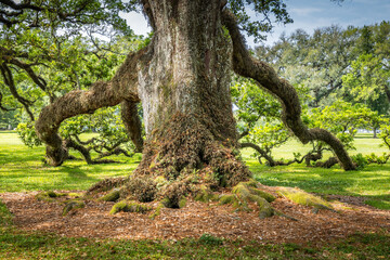 Old live oak tree covered with moss in Louisiana
