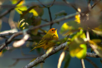 Naklejka premium Canary-of-the-real-land (Sicalis flaveola) or the true canary (Sicalis flaveola), perched on the branch of a tree in Brazil