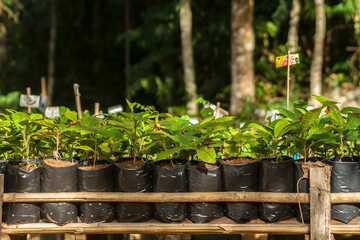 Nursery with seedlings for reforestation of the Atlantic Forest in Brazil