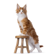 Handsome red with white Maine Coon cat kitten, standing with front paws on a little wooden stool. Looking straight to camera. Isolated on a white background.