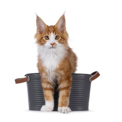 Handsome red with white Maine Coon cat kitten, stepping out of a gray metal bucket. Looking...