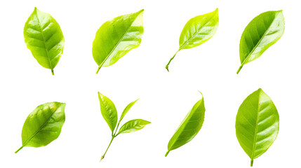 Fresh Green Tea Leaf on Transparent Background, Organic Herbal Ingredient for Healthy Beverage