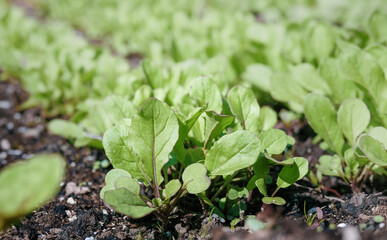 Arugula seedling in garden with defocused plant rows. Close up. Lush spring garden. Astro and...