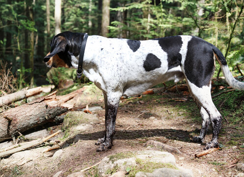 Dog with dirty black legs after standing in deep mudhole. Funny large puppy dog standing in forest wearing mud boots or socks. 3 years old male Bluetick Coonhound dog or coon dog. Selective focus.