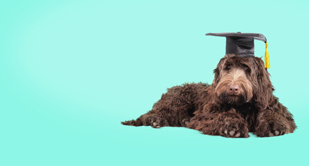 Puppy dog with graduation hat on colored background. Pet concept for celebrating graduation,...
