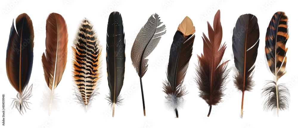 Canvas Prints feathers isolated on white png transparent background