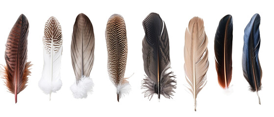 Beautiful feathers PNG transparent background