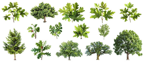 Obraz premium Oak trees PNG transparent background