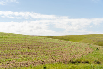 A field of grass with a blue sky in the background. The sky is mostly clear with a few clouds scattered throughout. The grass is lush and green, giving the impression of a peaceful
