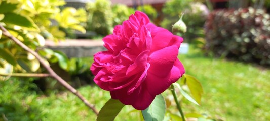 red rose in garden